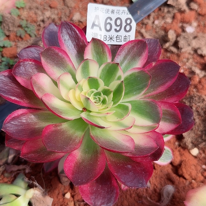 多肉法师海王多多