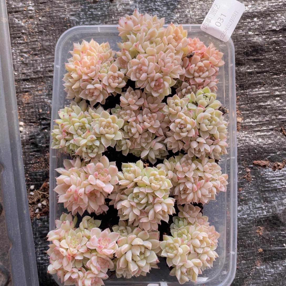 我们的生活方式是031