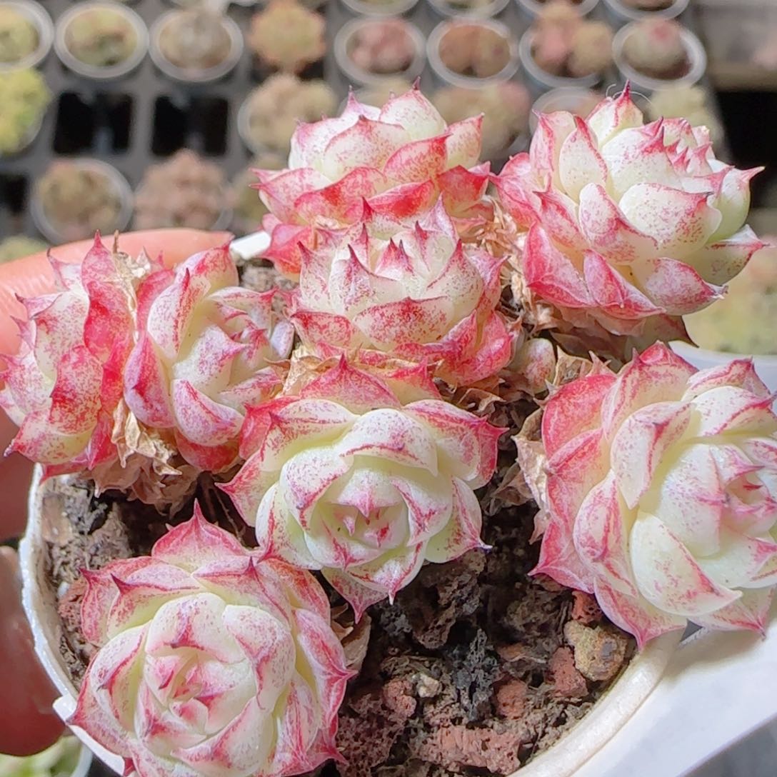 执***盏花语多肉1212-394散紫魔仙