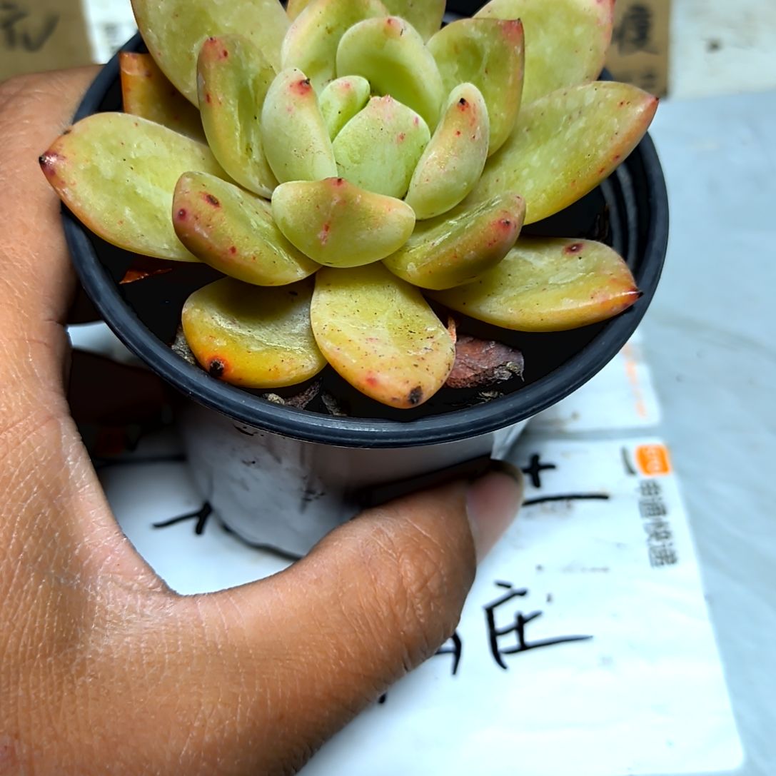 满6元包邮，大颗香槟