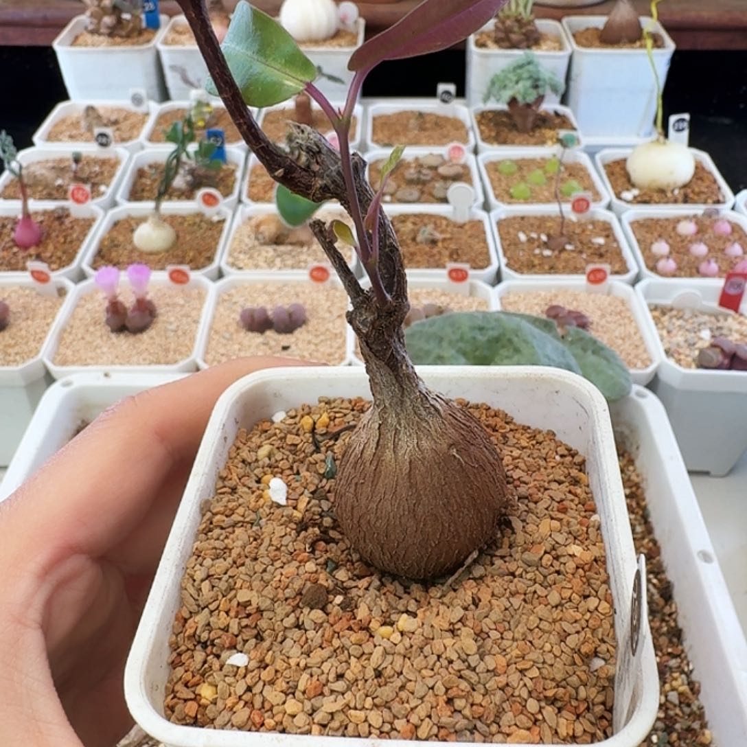 多肉植物福利块根紫背罗摩293