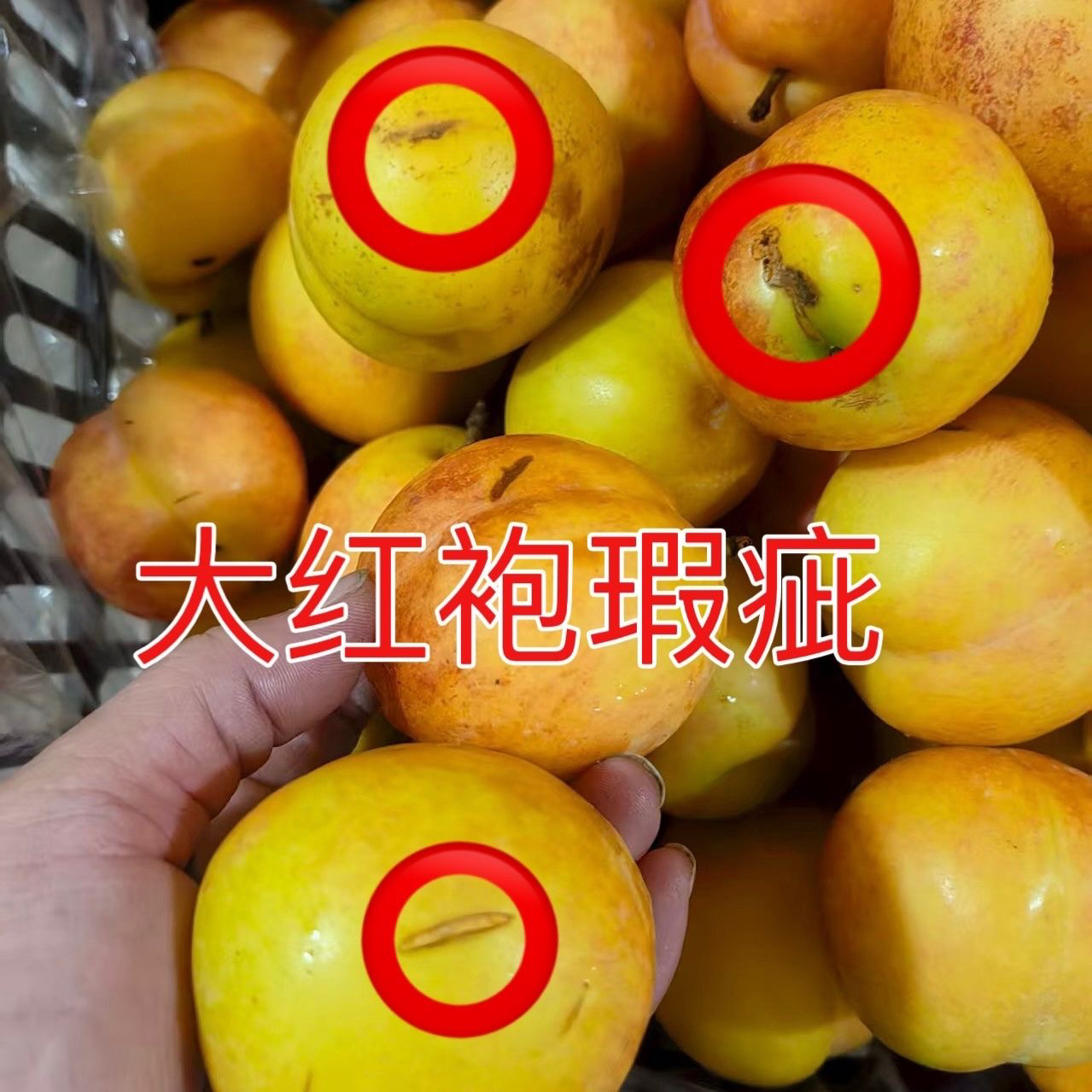 东北大红袍李子瑕疵果磕碰果大果脱骨李
