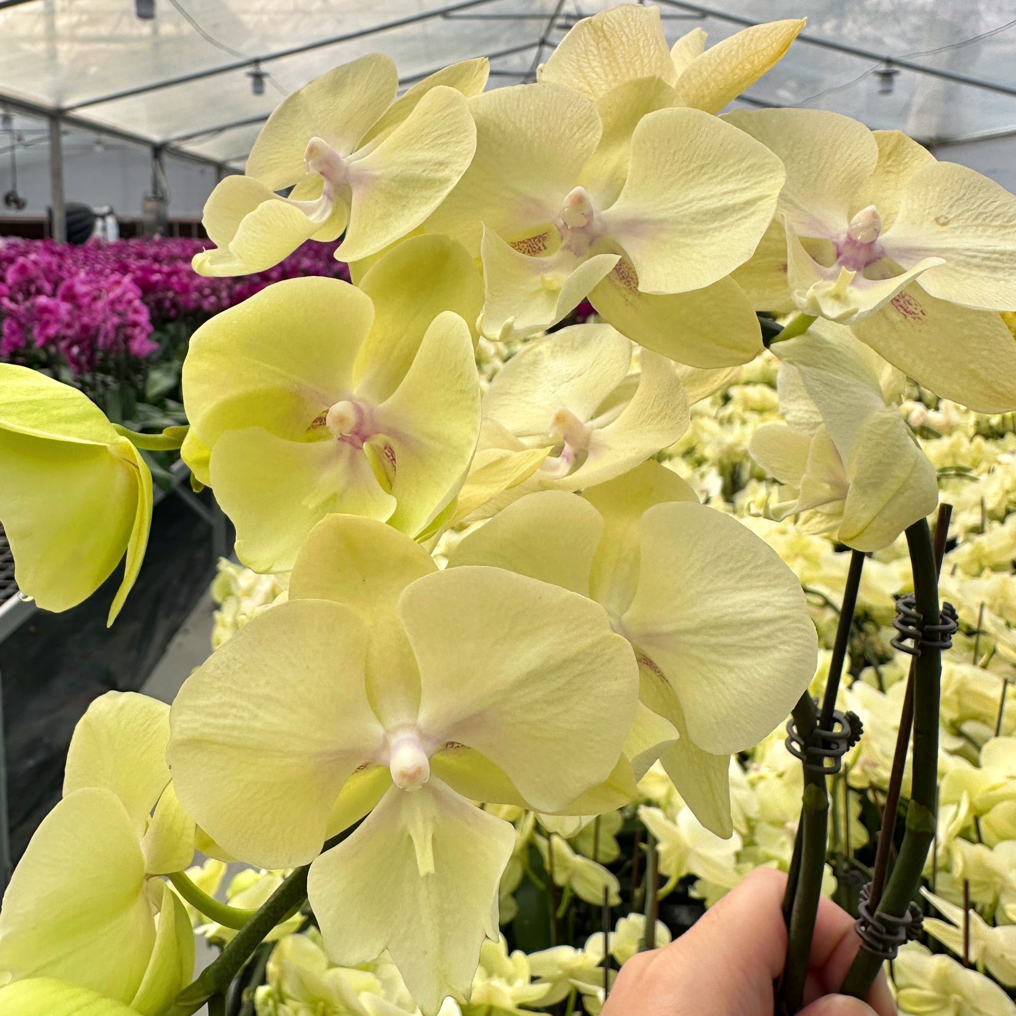 蝴蝶兰【星月】 奶油黄色大舌头 稀有花花 鲜花室内送礼高端花卉