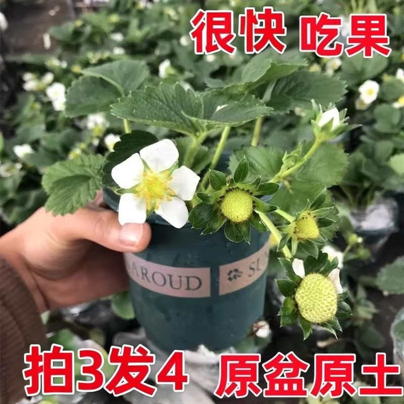 四季奶油草莓苗盆栽优质草莓苗冬季南北方可种植特大可食用新苗