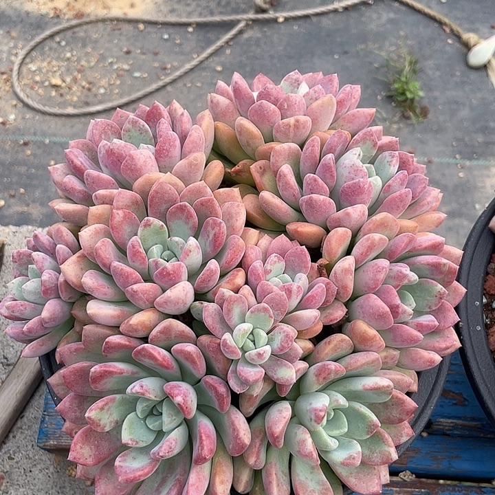 花斑鹿多肉植物群生