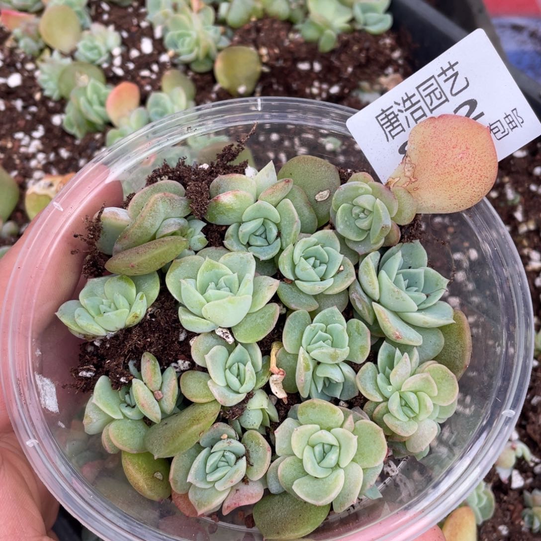 荔枝甜心一物一拍862..