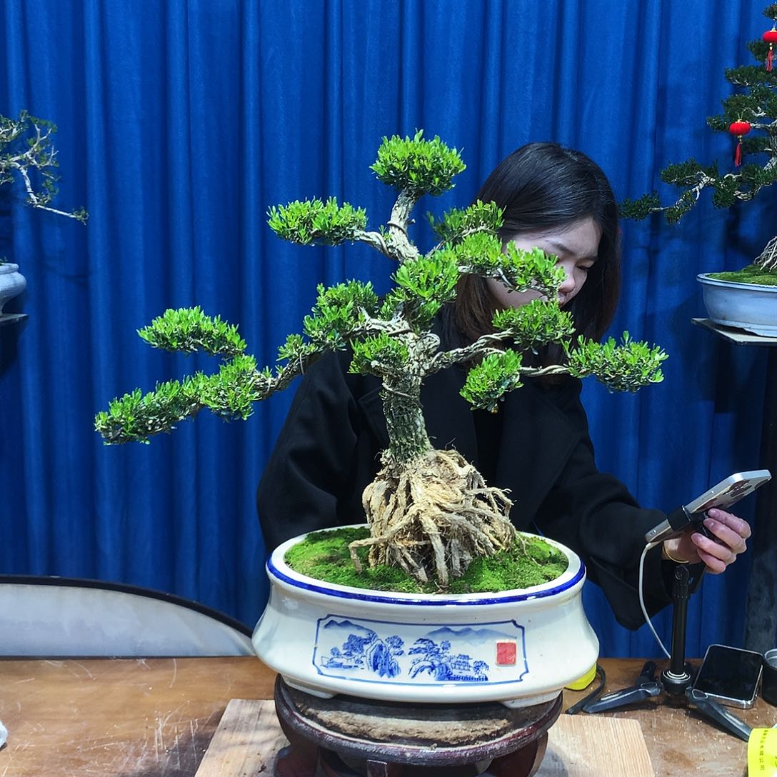 黄杨盆景一物一拍