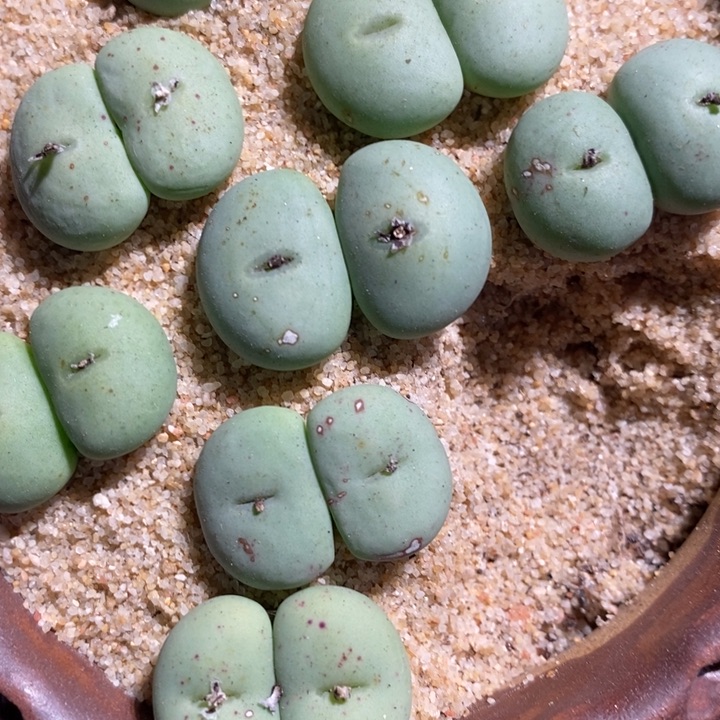 大型双头紫花饼1颗买1颗送1