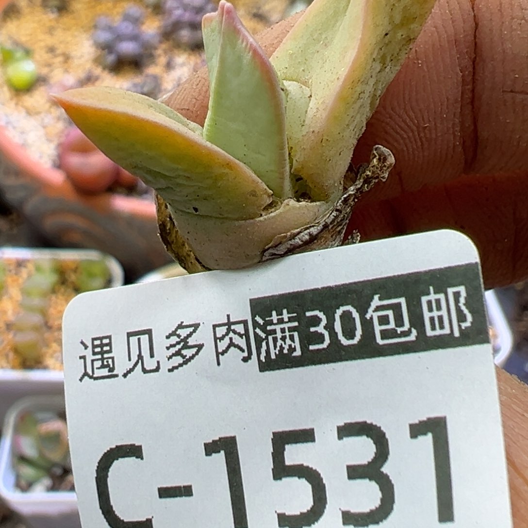 多肉植物111111111111111