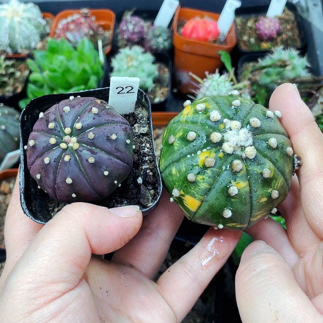 非偏远地区满25包邮仙人球