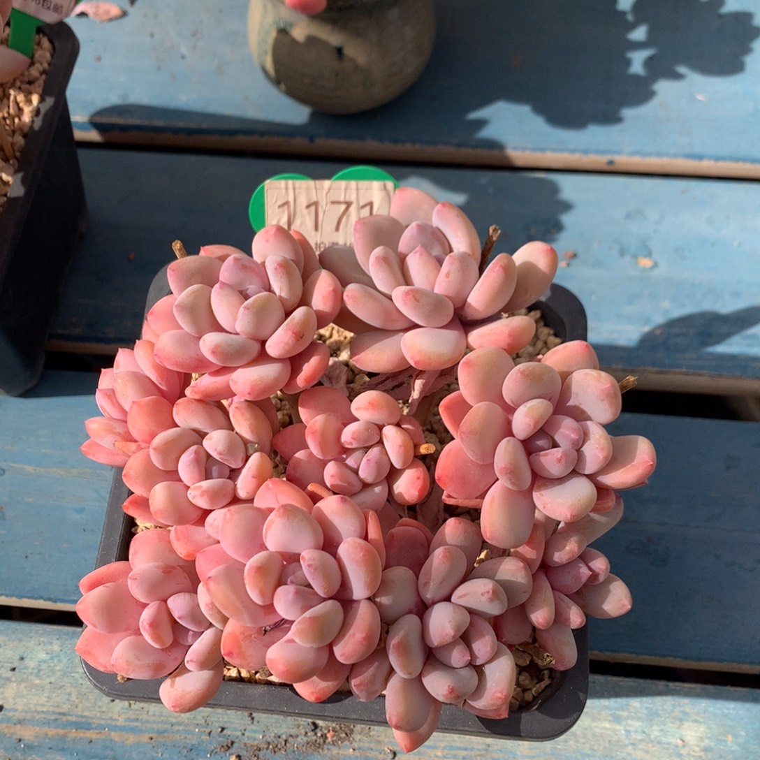 海***霞珍舞奶酪无砍老桩1171