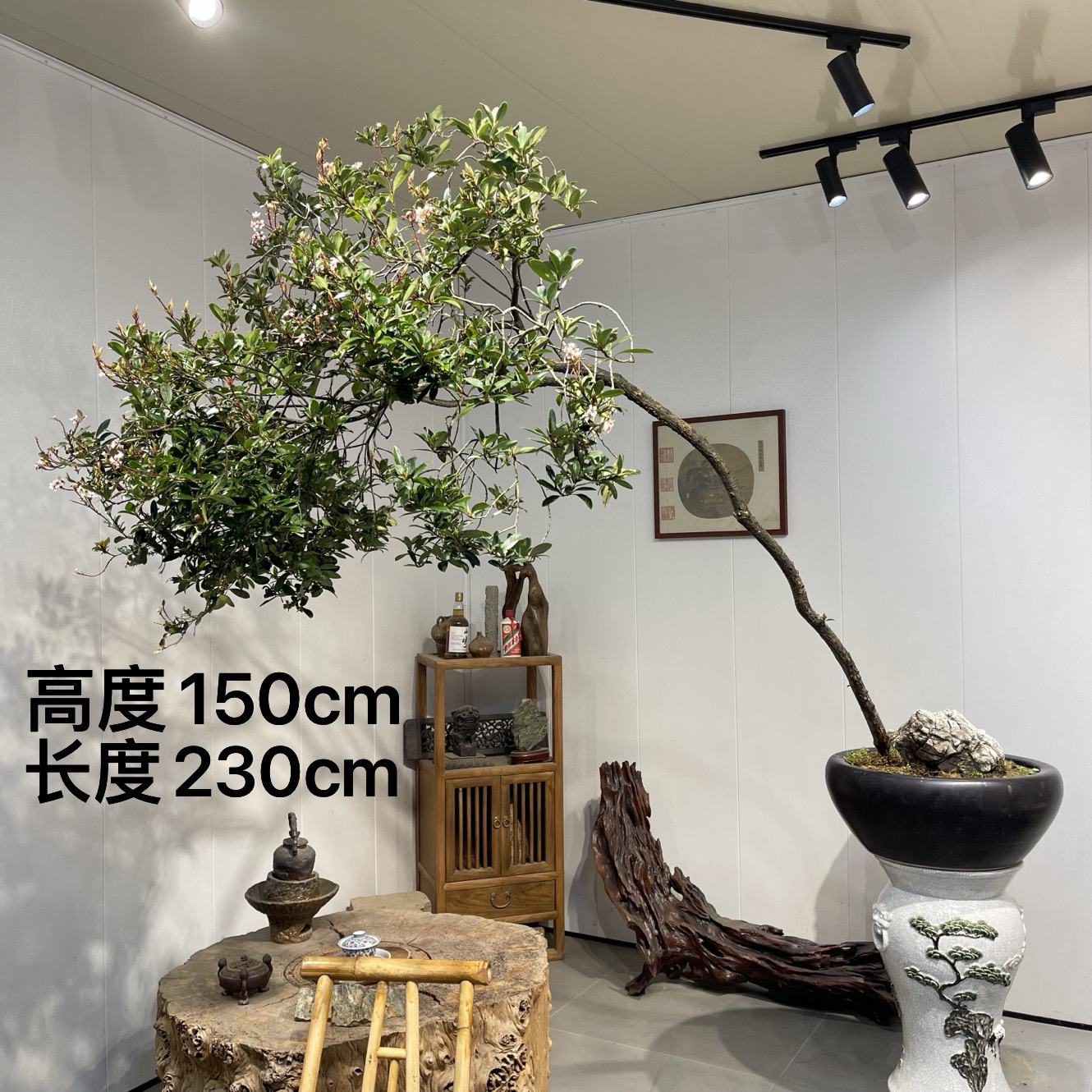 严天盆景｜海岛精品老桩春花盆景