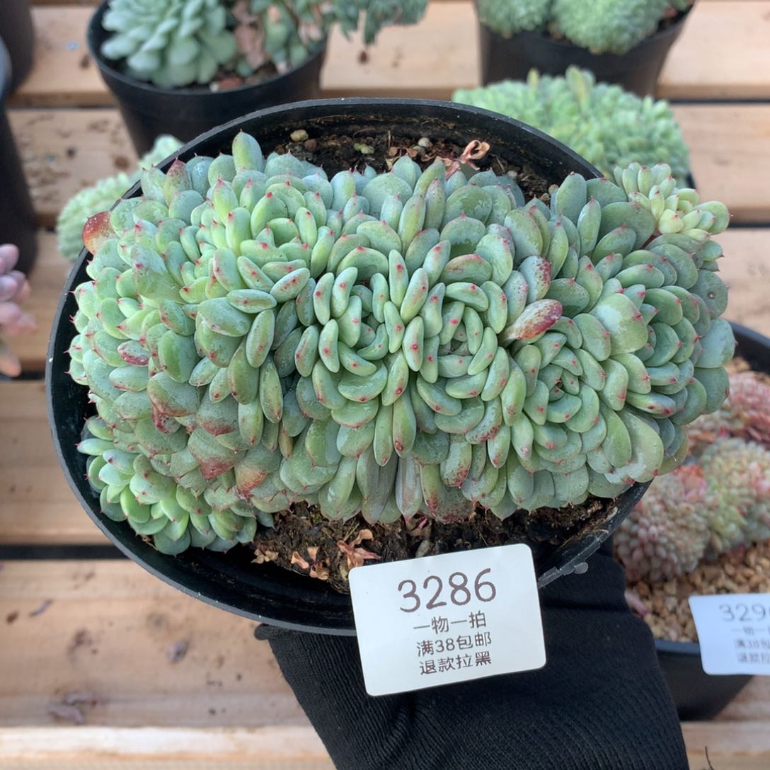 15厘米11头有砍白胖子朵朵3286