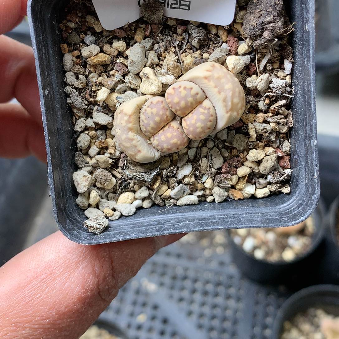 H89多肉植物保护研究所