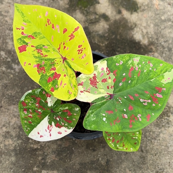 57-1201龟仙岛广东现货