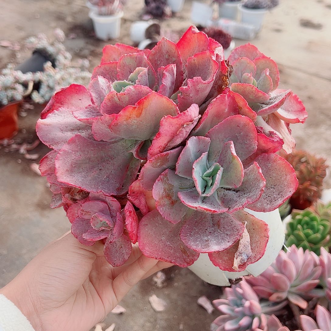 舞会红裙多头群生老桩