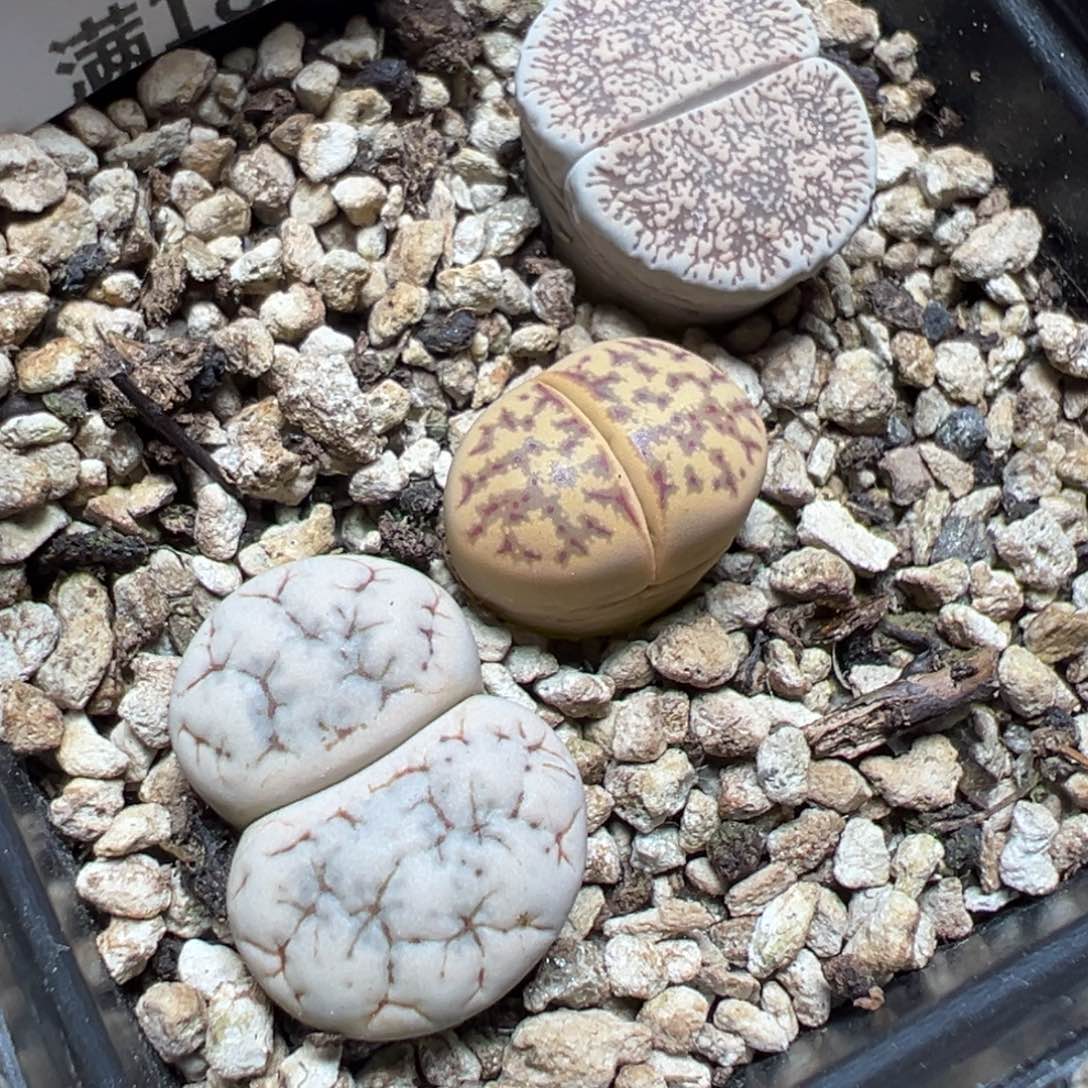 【闪购商品】 216。