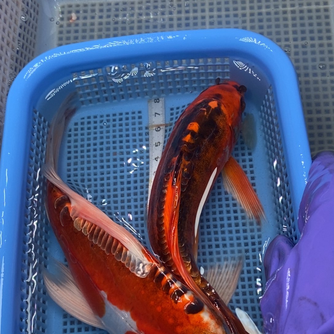 锦鲤冷水锦鲤包邮