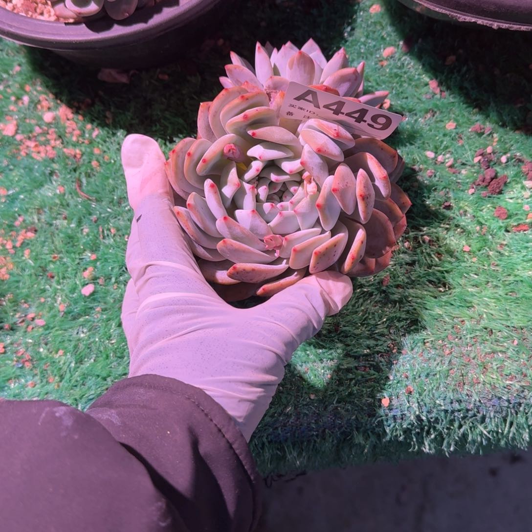 双头碟叶呀呀呀呀