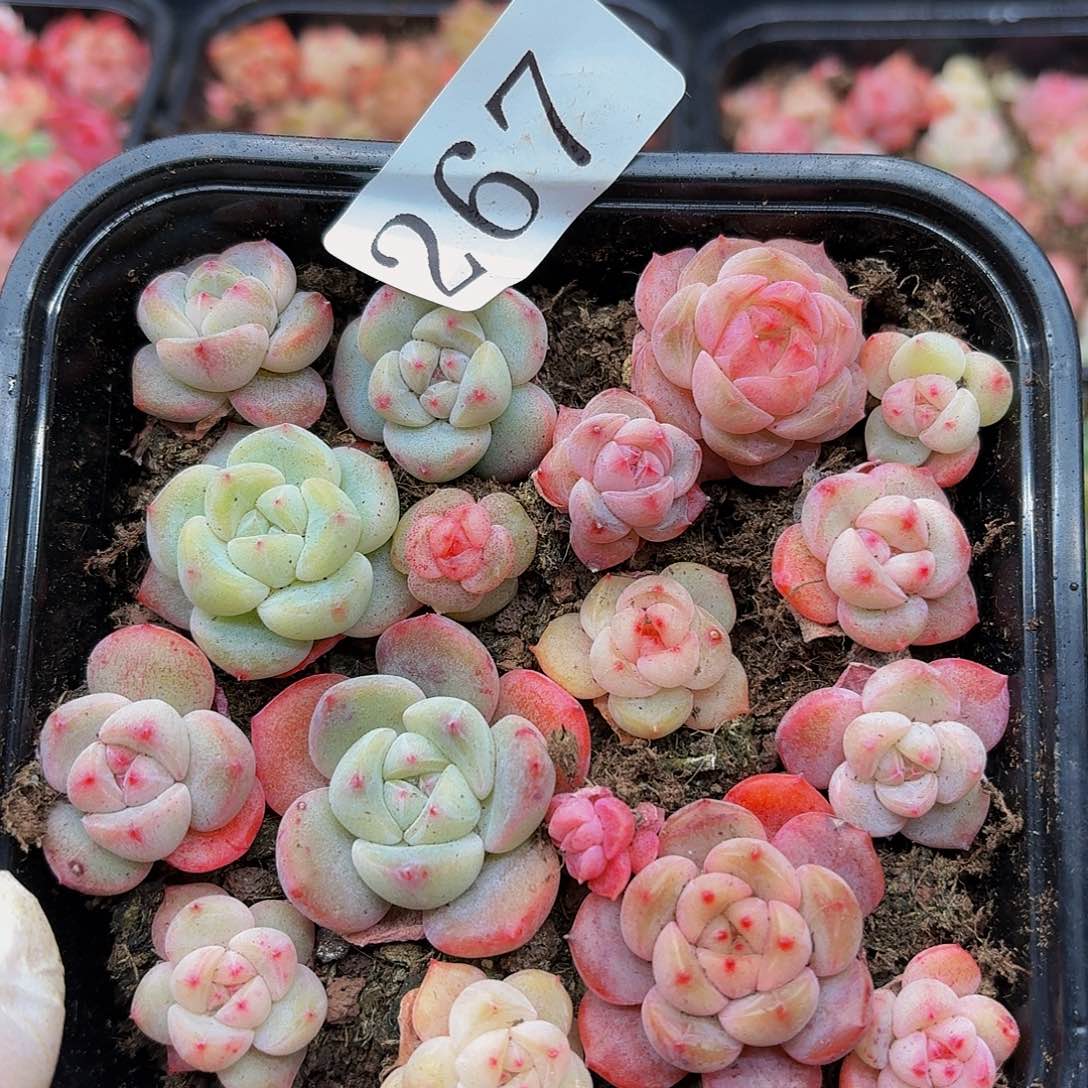 多肉植物多肉植物267