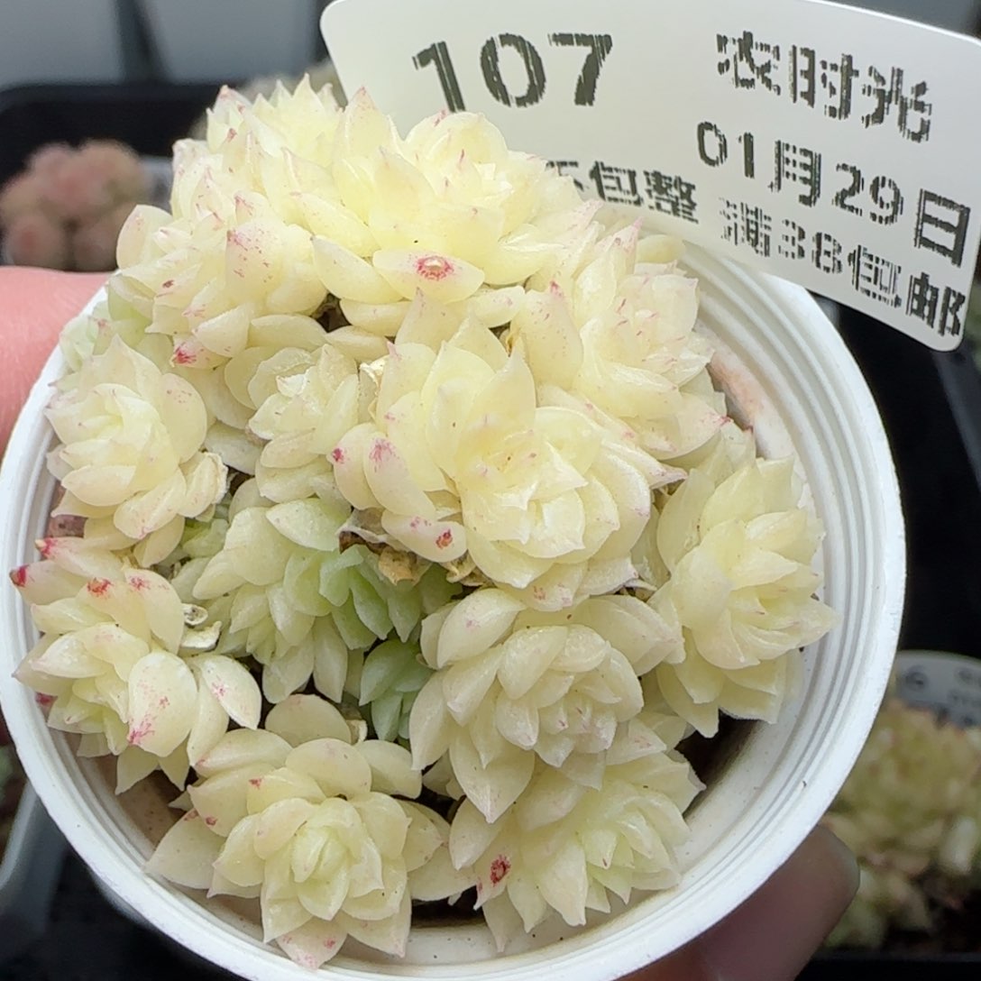 0129-107小脸麦秆