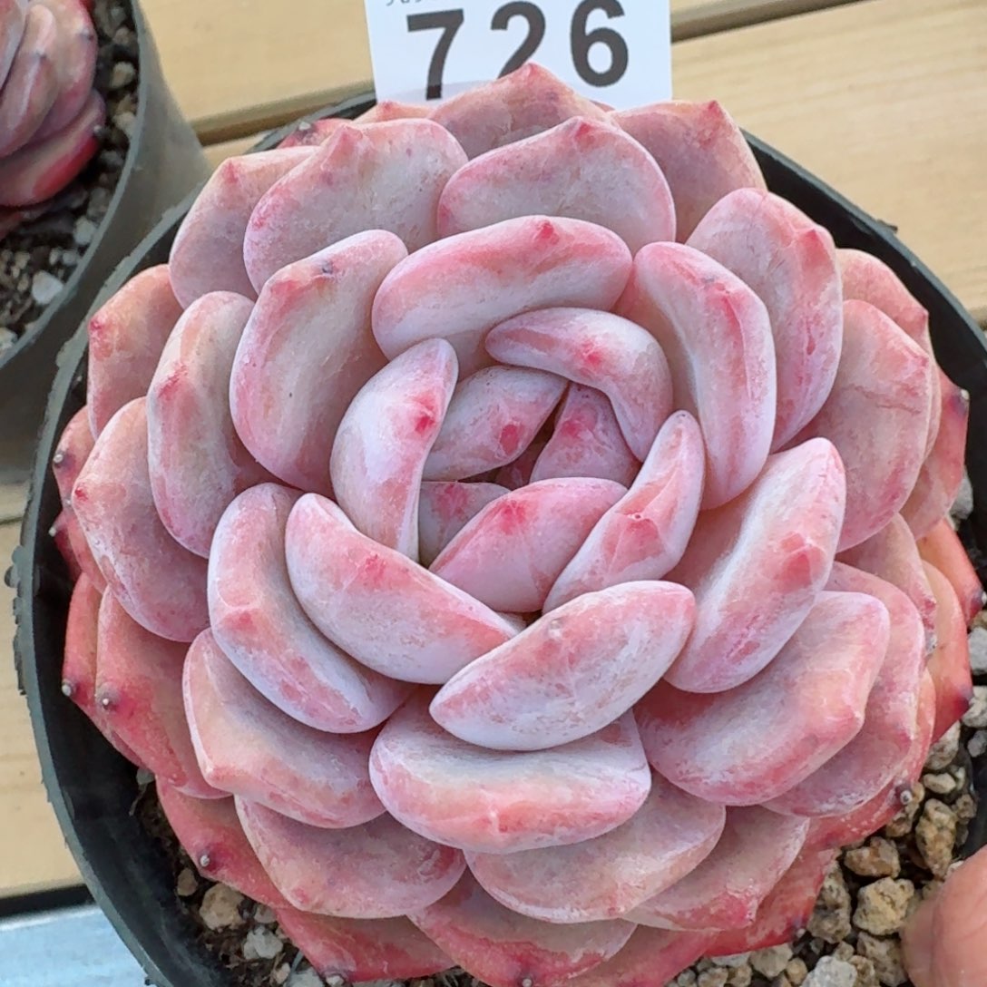 橙子         精品多肉