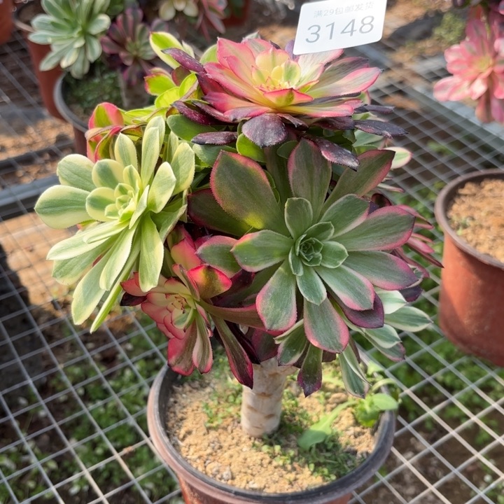 七彩树多肉法师3148