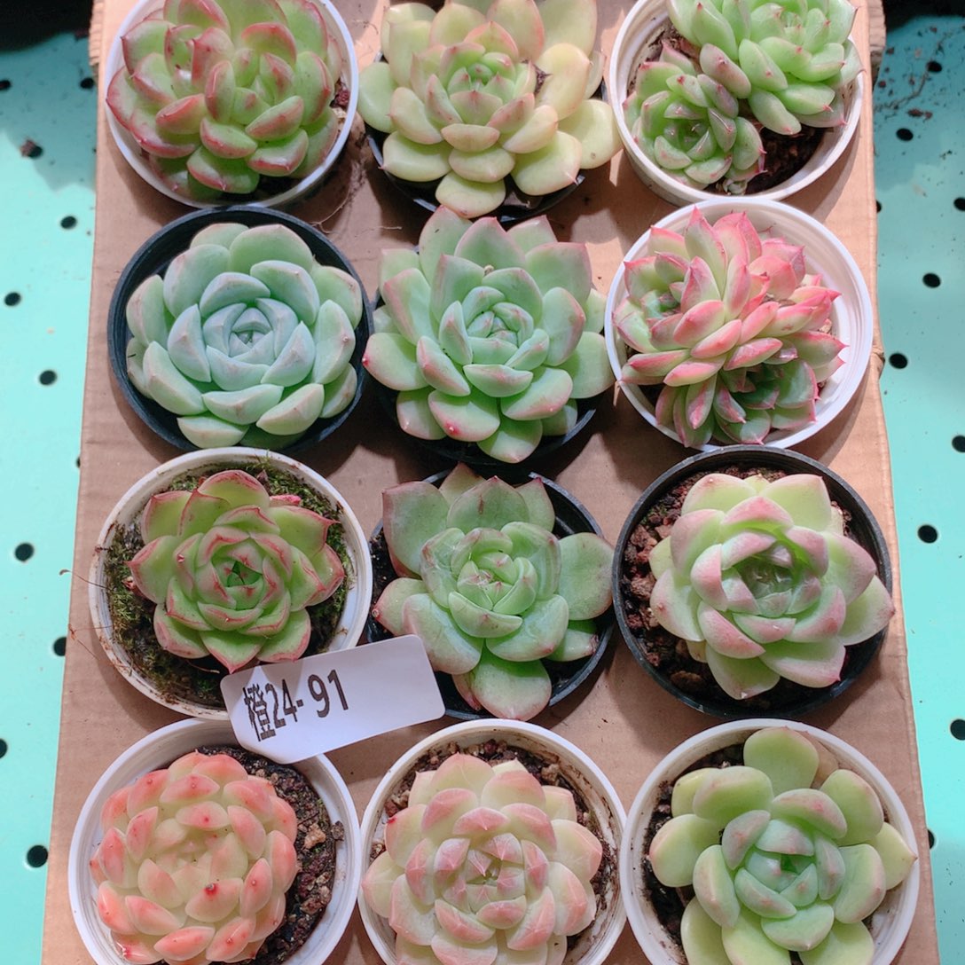 24-91一物一拍多肉带盆18颗