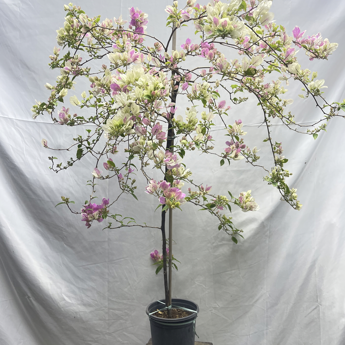 漳红樱三角梅爬藤伞形垂飘观花绿植适合庭院阳台四季开花