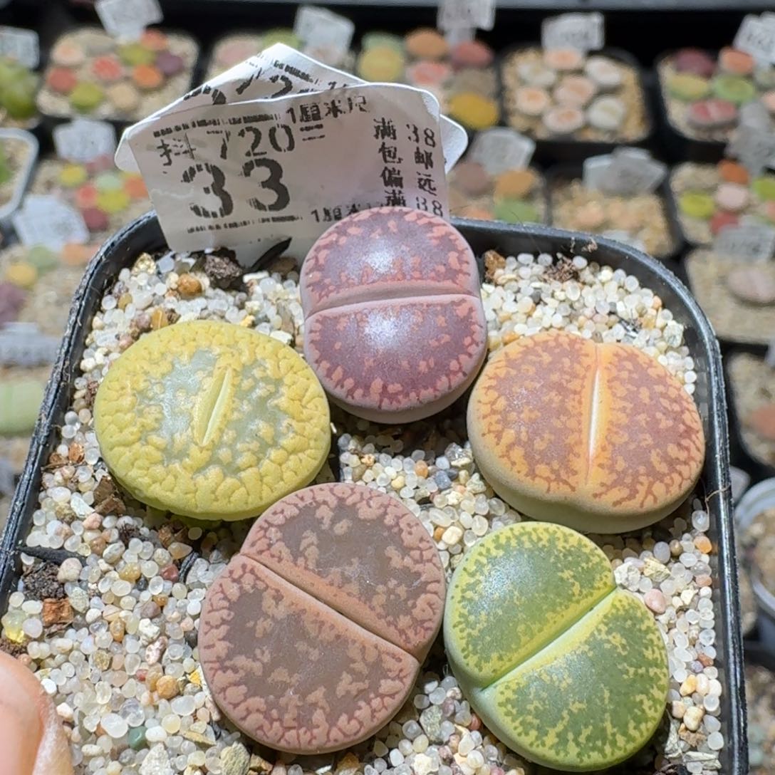 Sss精品清仓便宜33