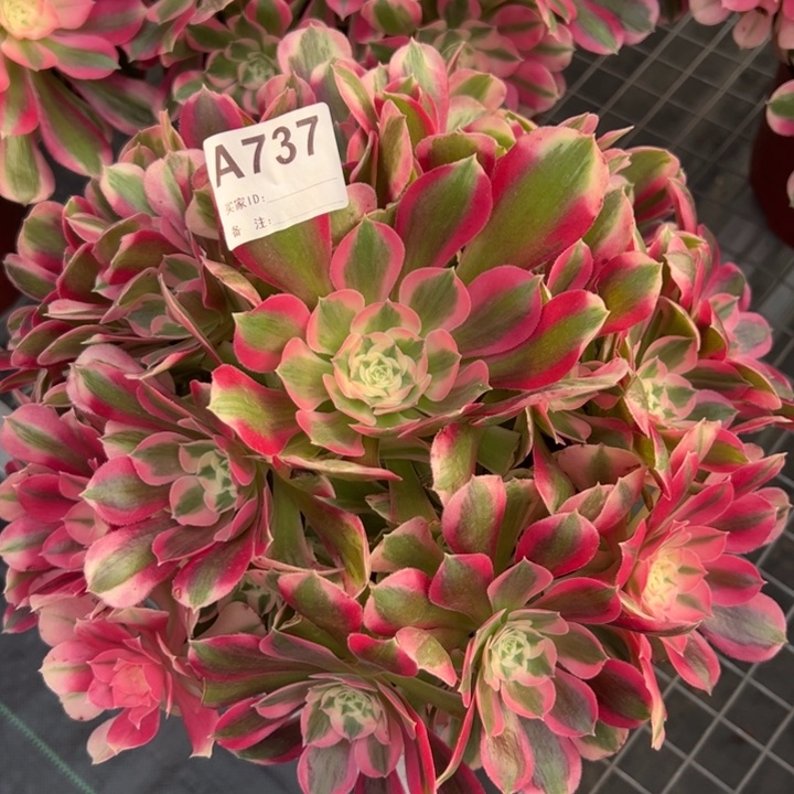 737布加迪25厘米左右