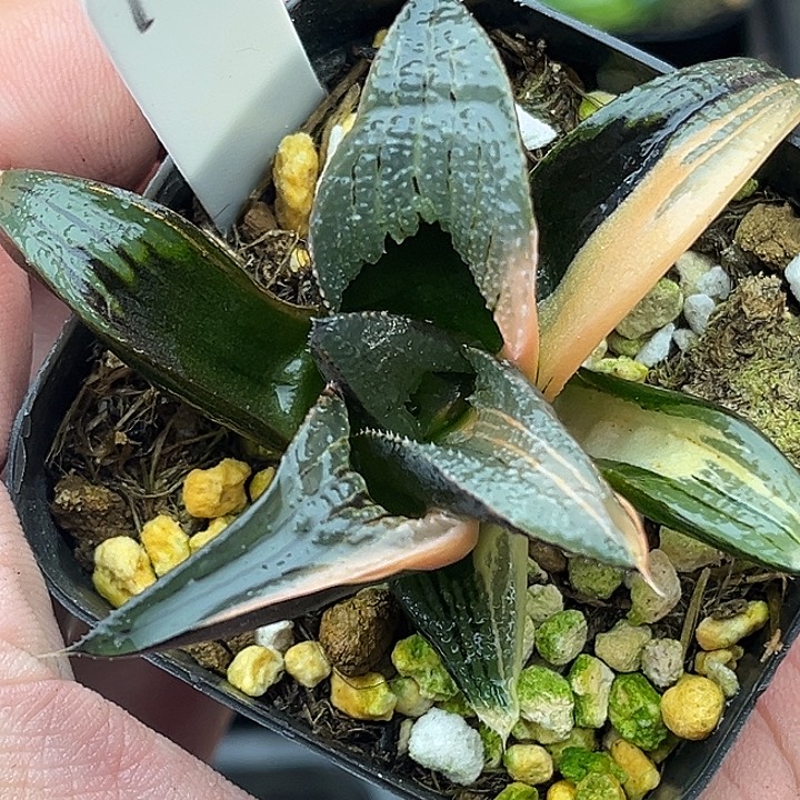 17芭提雅茜云锦头家多肉十二卷