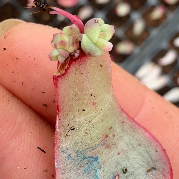 斗牛士锦多头覆轮283