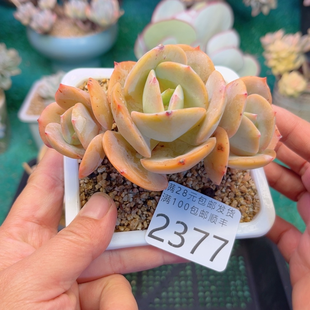 大2377；h c b v b n n n