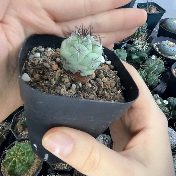仙人球一物一拍自根