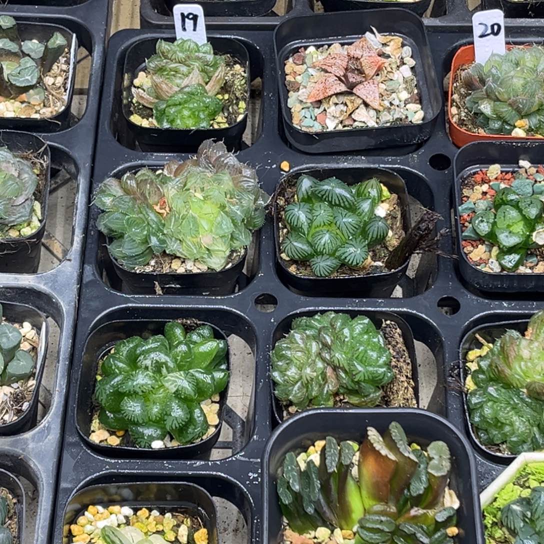 19 脱土包邮8颗福利