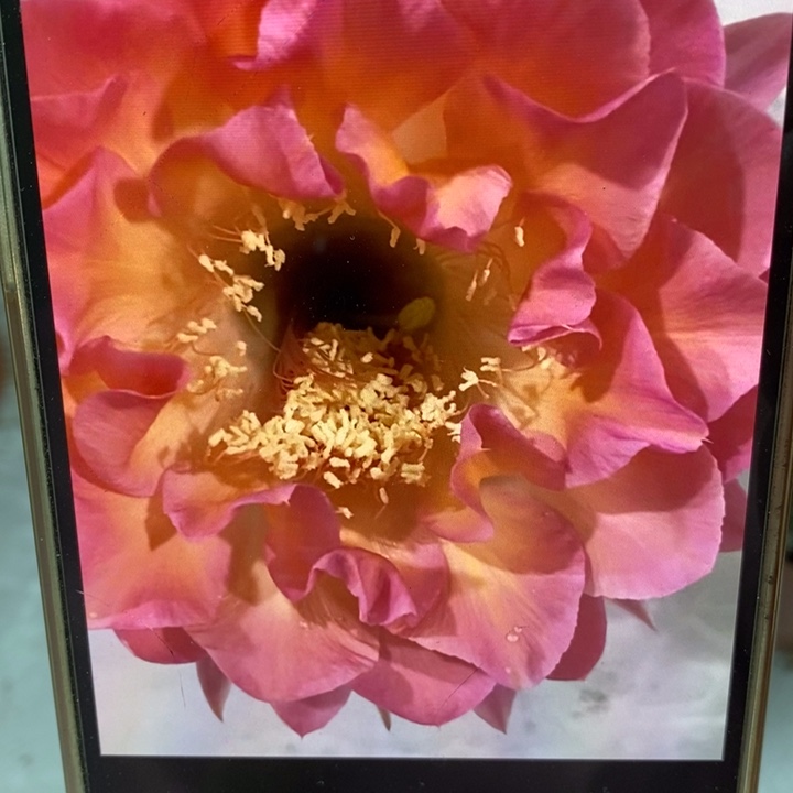 彩草小桃红群12个头