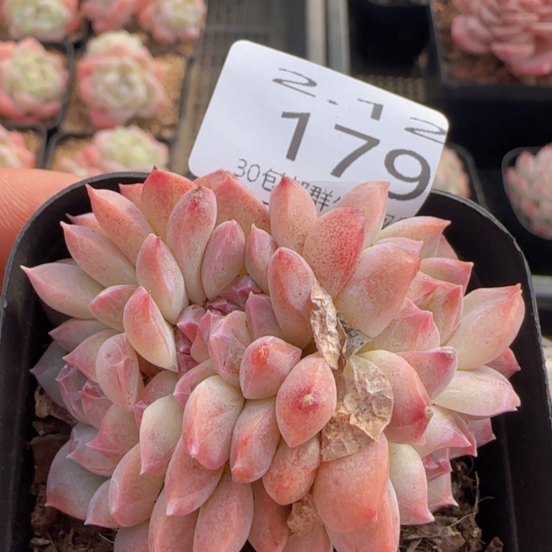 白桃汽水紫心缀化一颗