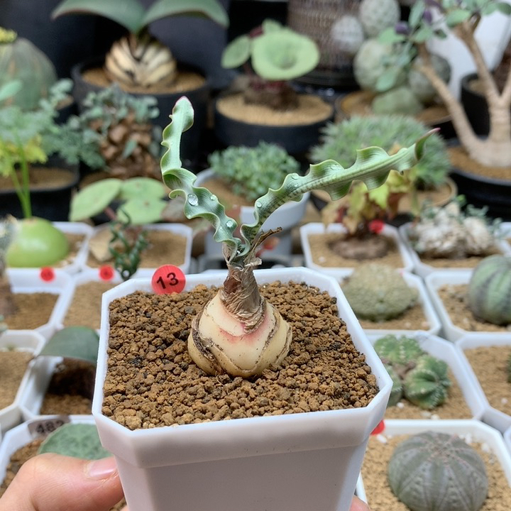 波叶血莲母本带盆13