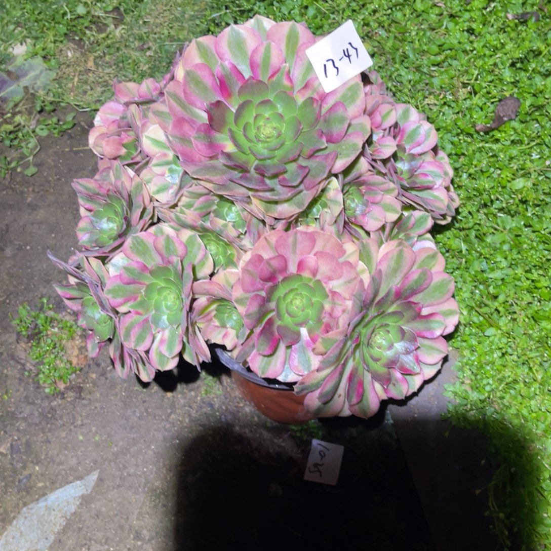 12-13-43雨荷法师锦