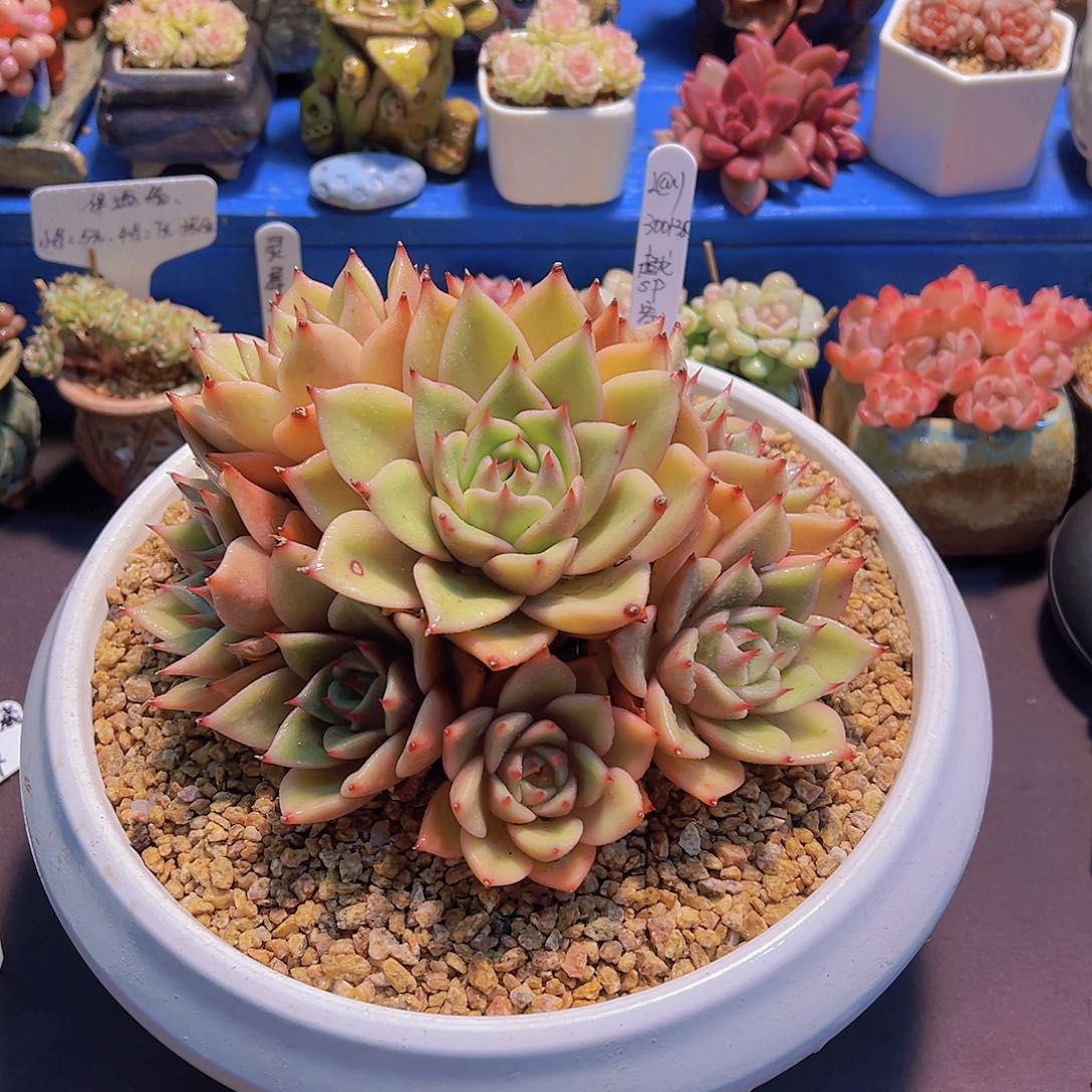 ?***?超龙，多肉植物，