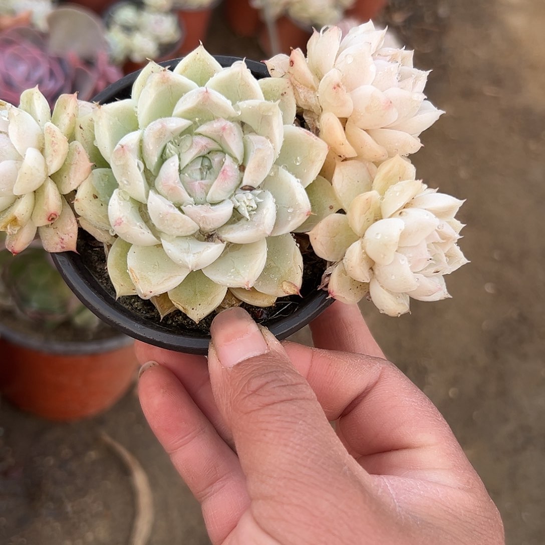 多肉植物多肉植物