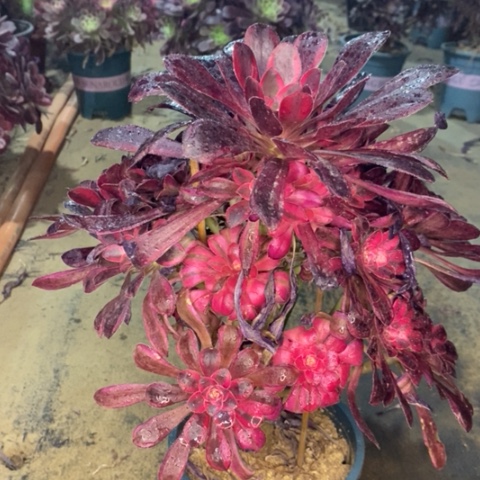 丽娜多肉植物018