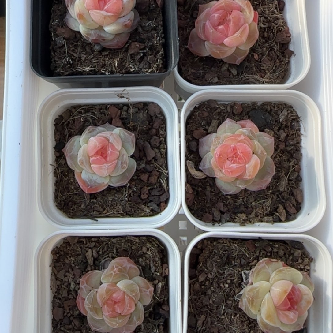 风华雪雨三颗一组量拍