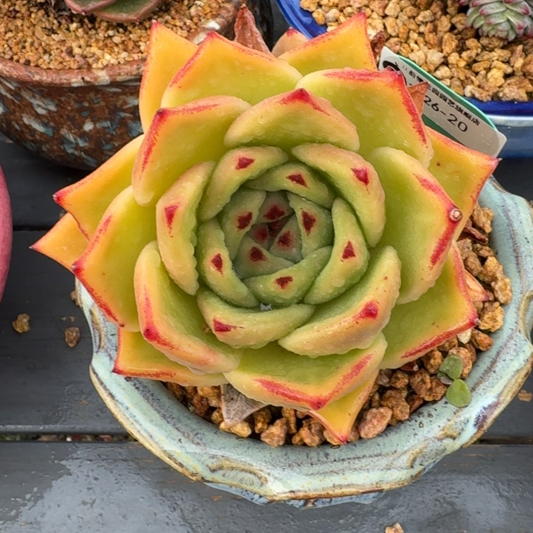 从前慢多肉精选编号1226.20