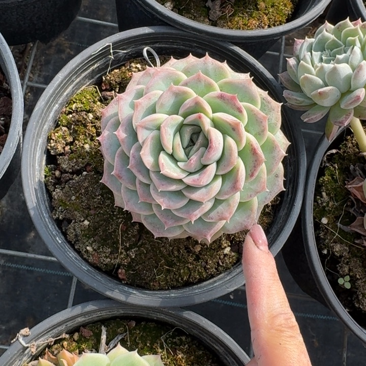 珍妮体大单头多肉植物绿植