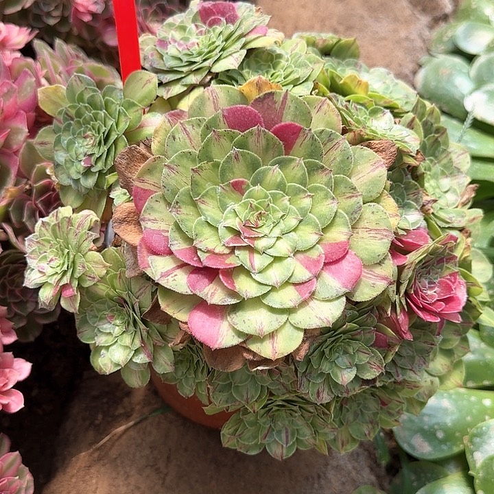 3-8129知否多肉法师