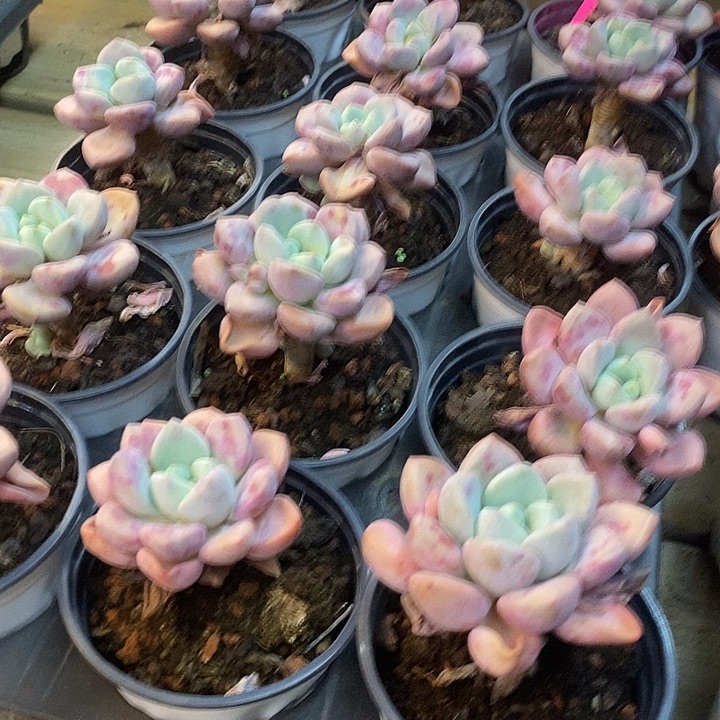 单头老桩花班鹿福利