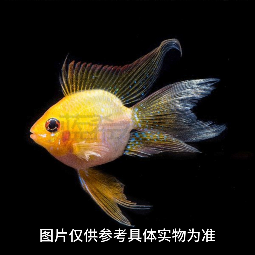 金波子阿凡达鱼小型观赏鱼