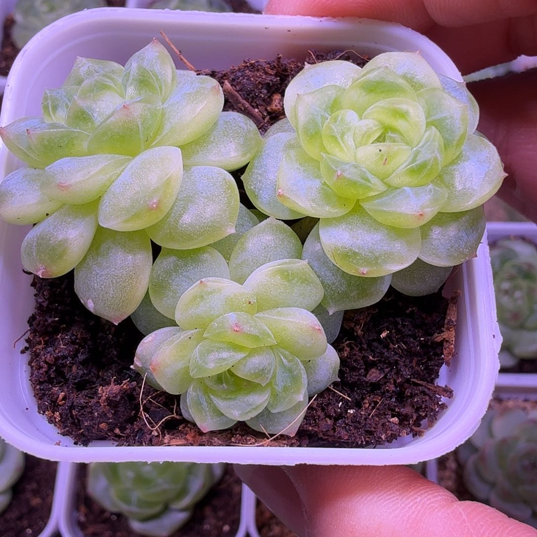 白冰多肉一物一拍